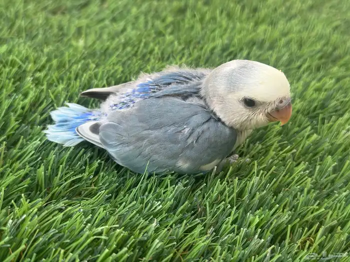 فروخ روز تقبل الغر 0