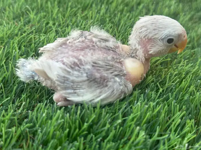 فروخ روز تقبل الغر 5