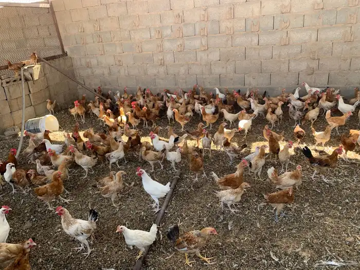دجاج بلدي للبيع جمله وقطاعي 1