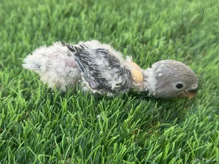 فروخ روز تقبل الغر 4