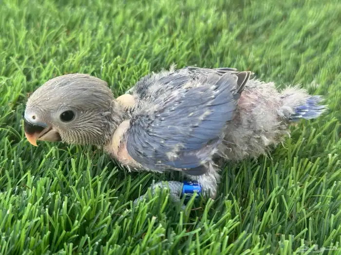 فروخ روز تقبل الغر 3