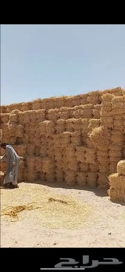 تبن بر طيب 2
