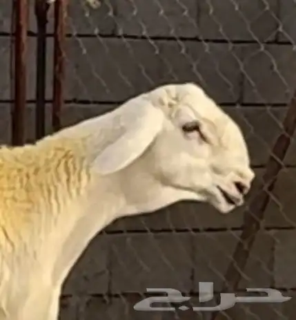 طلي حري ابرص صنف الصنف فاخر من الاخر 0