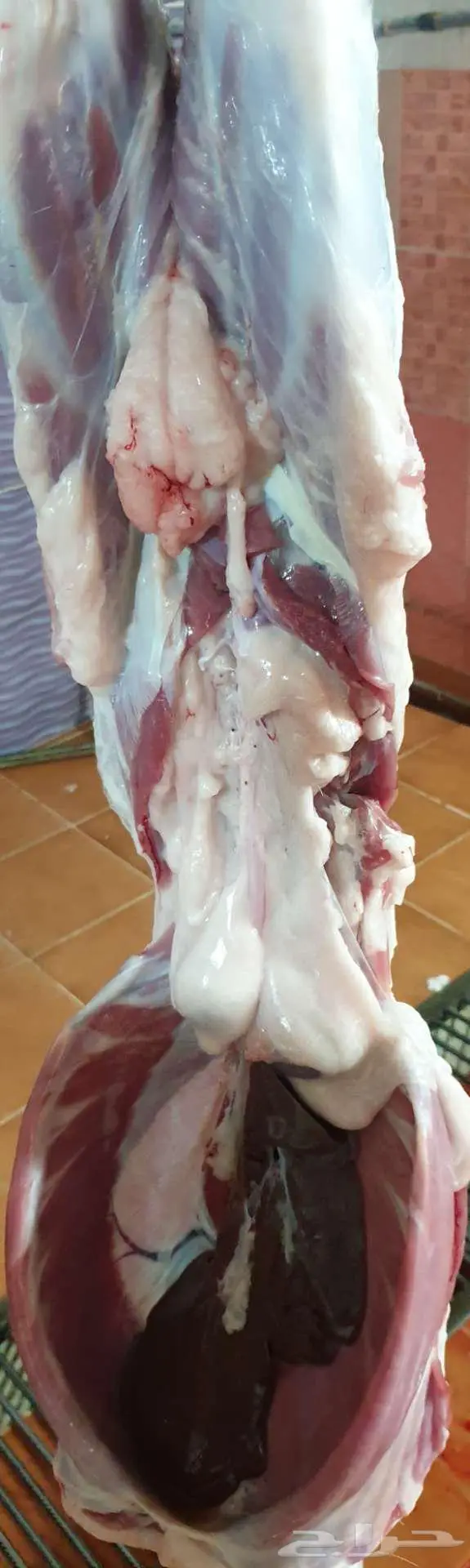 ذبايح كباشة البادية 20