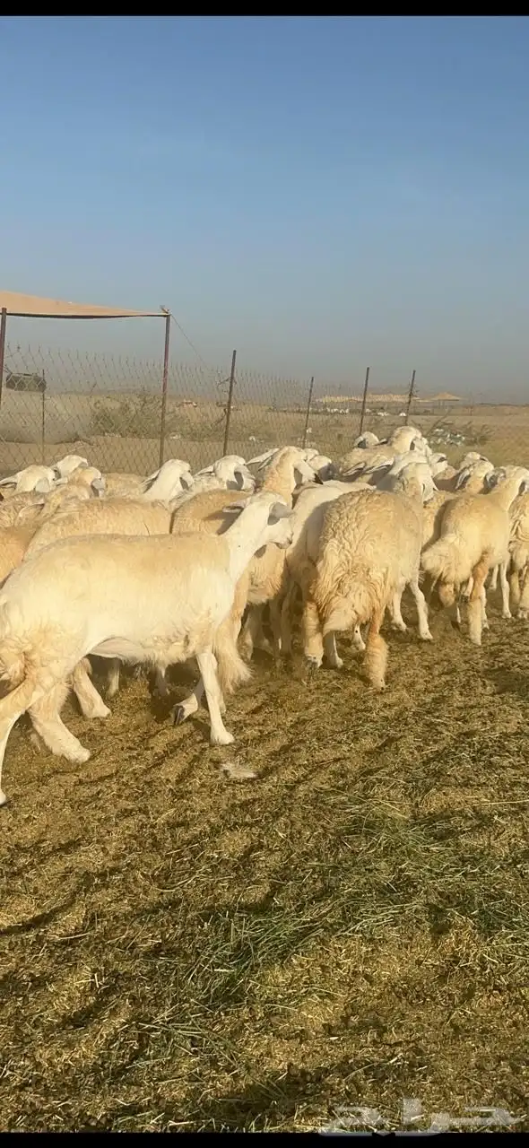 غنم حريات رخال صنف جروم حرش رقاب العدد 37 دفيع 0