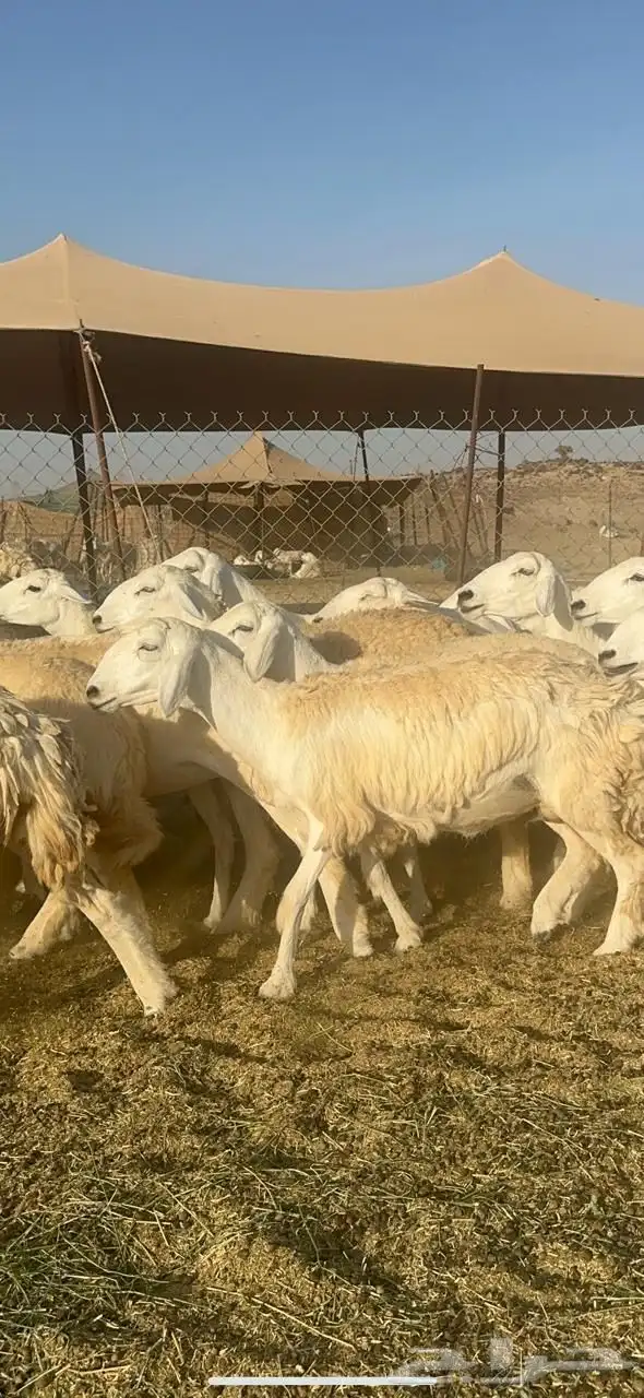غنم حريات رخال صنف جروم حرش رقاب العدد 37 دفيع 1