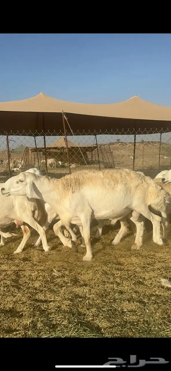 غنم حريات رخال صنف جروم حرش رقاب العدد 37 دفيع 4