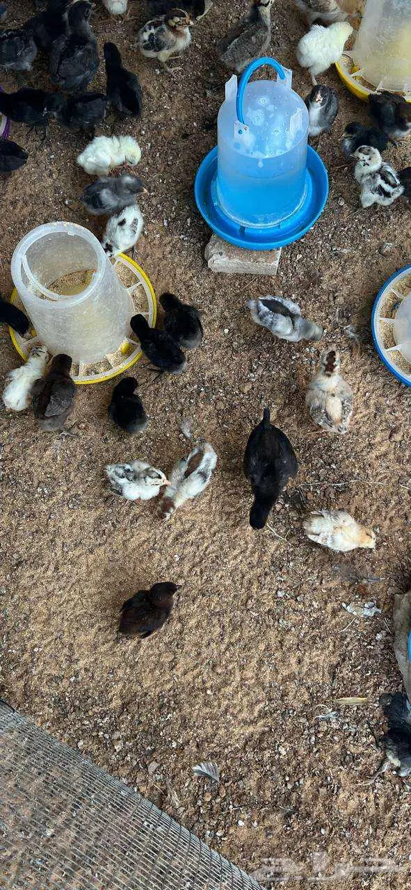 صوص بلدي وبيض مخصب 2
