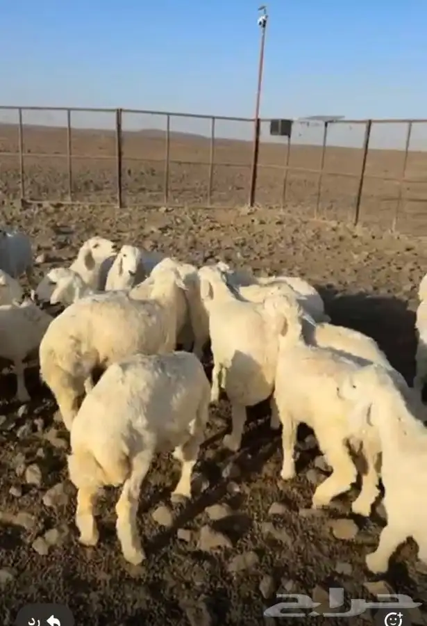 طليان 1