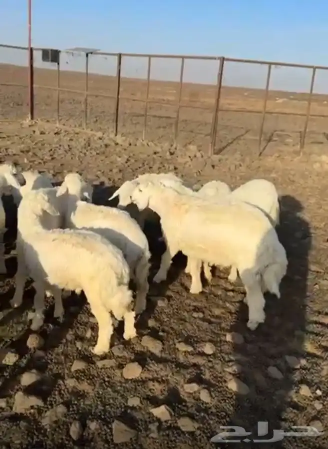 طليان 0