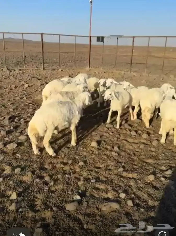 طليان 2