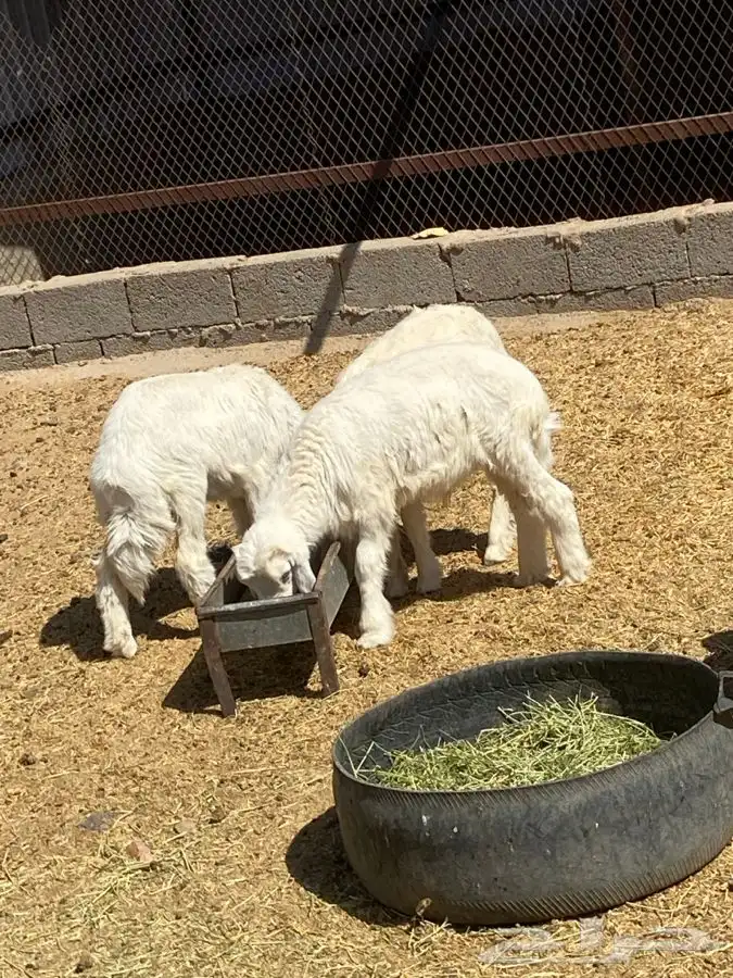 بهم حري عمره حول 3 شهور  تم البيع  تم البيع 0