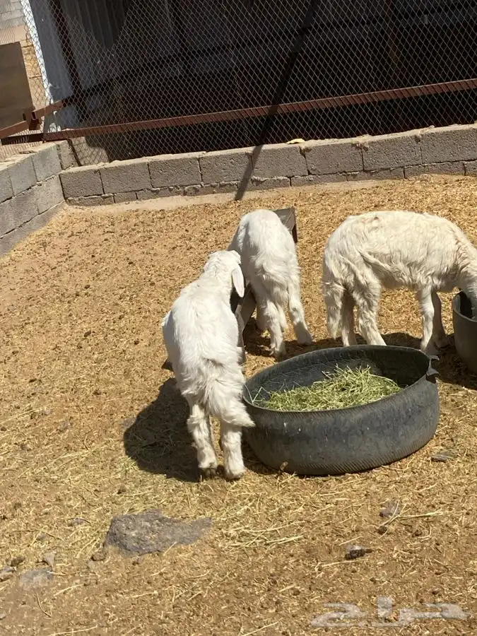 بهم حري عمره حول 3 شهور  تم البيع  تم البيع 3