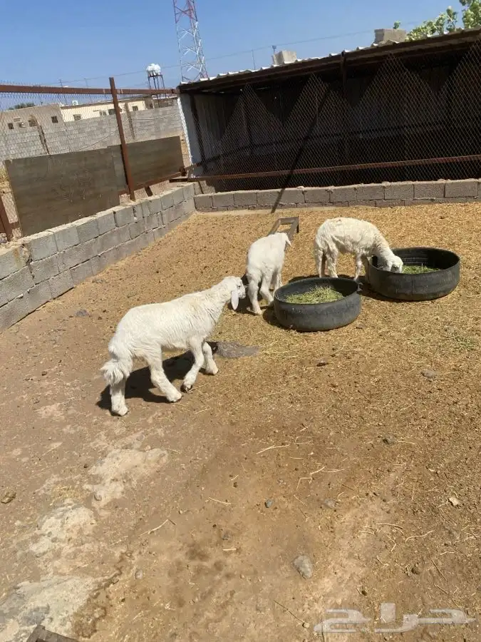 بهم حري عمره حول 3 شهور  تم البيع  تم البيع 1