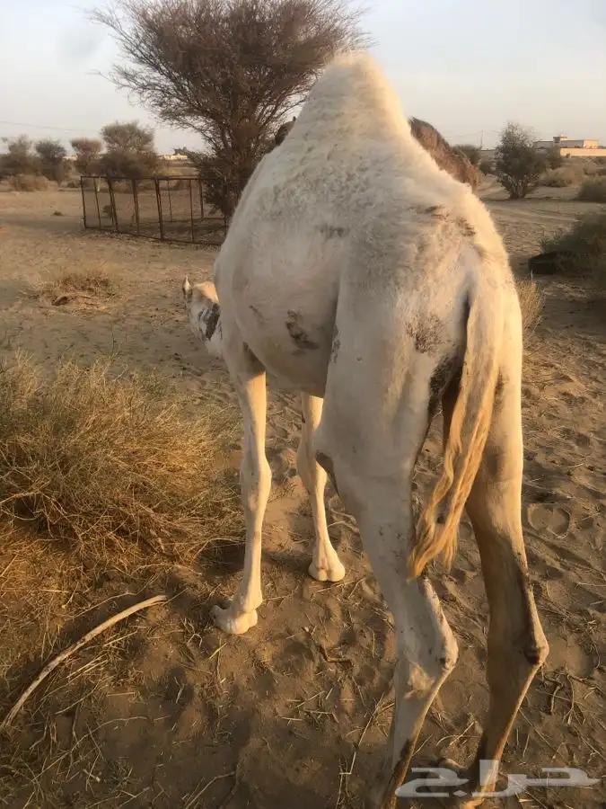 مشروع قعود فحل اصفر شمالي طيب وساسه طيب 19
