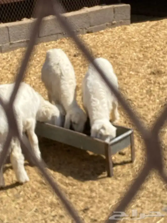 بهم حري عمره حول 3 شهور  تم البيع  تم البيع 4