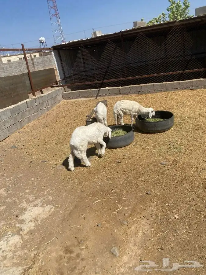 بهم حري عمره حول 3 شهور  تم البيع  تم البيع 2