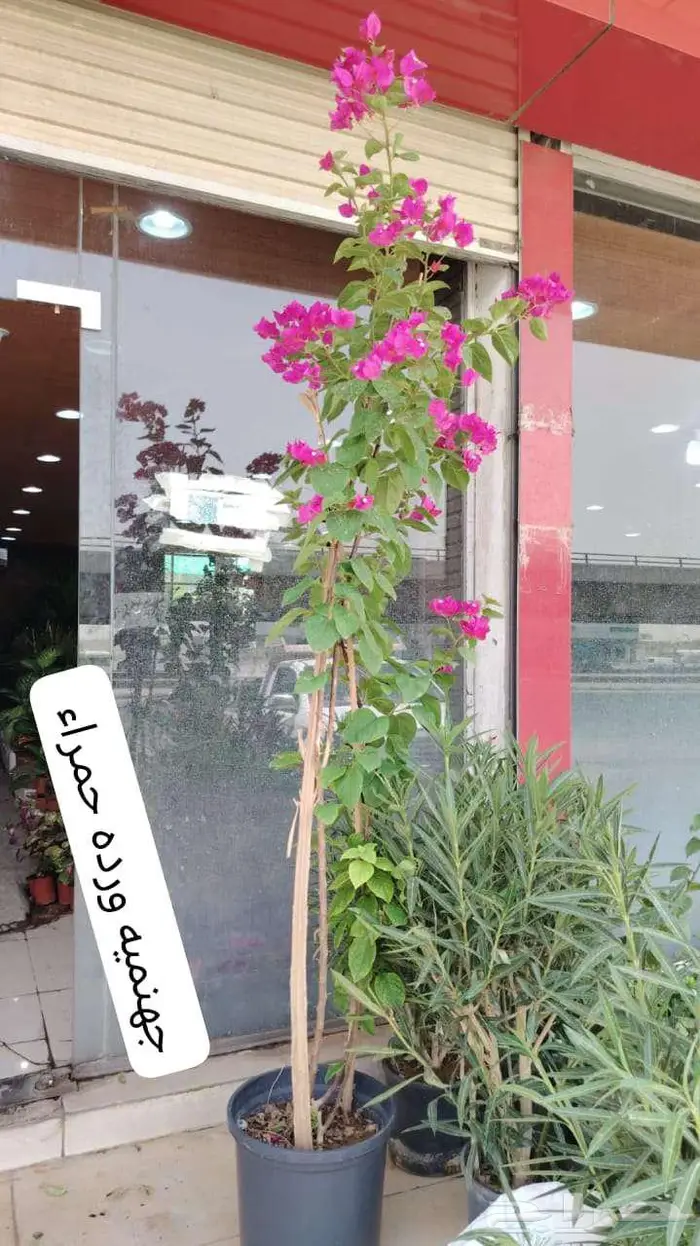 زرع طبيعي وثيل طبيعي C 2000 16