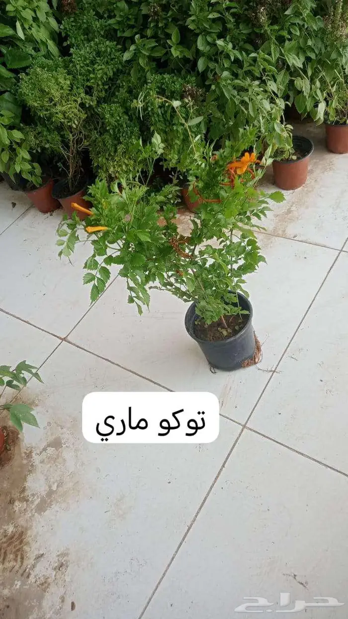 زرع طبيعي وثيل طبيعي C 2000 17