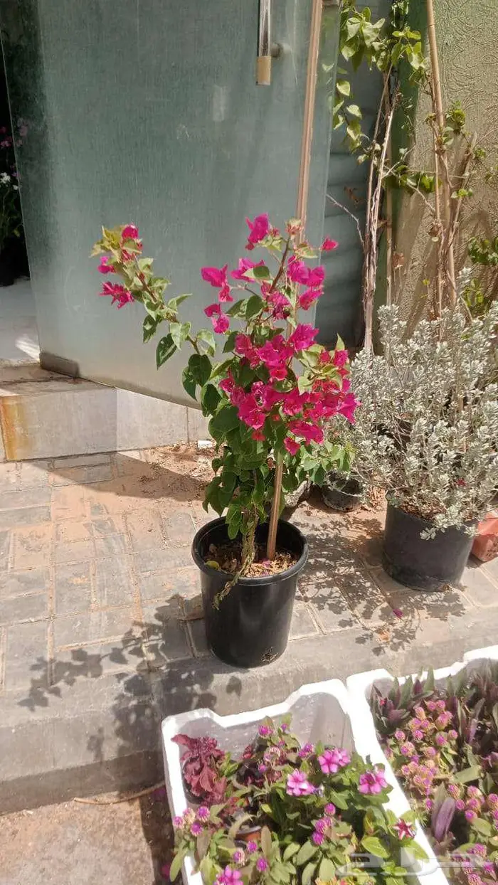 زرع طبيعي وثيل طبيعي C 2000 20