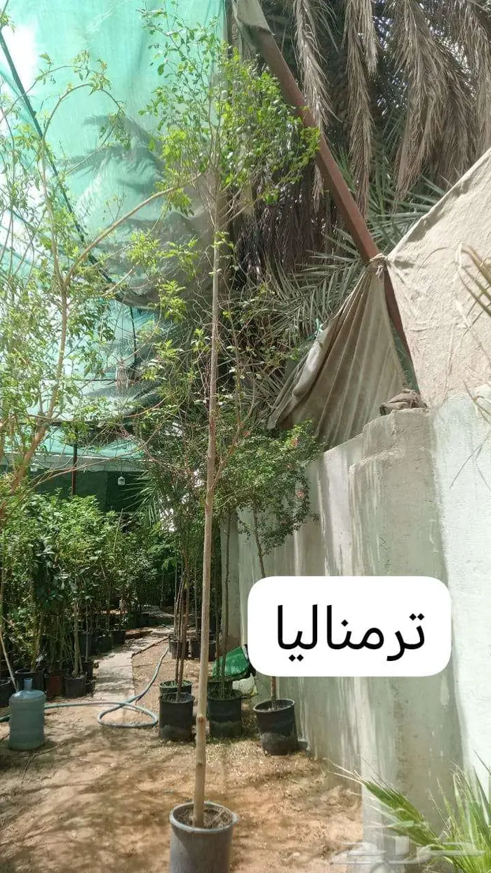 زرع طبيعي وثيل طبيعي C 2000 18