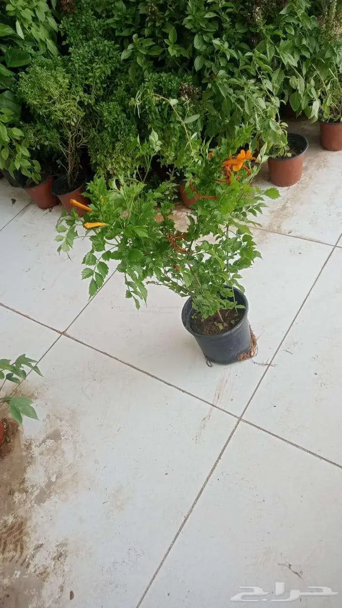 زرع طبيعي وثيل طبيعي C 2000 13