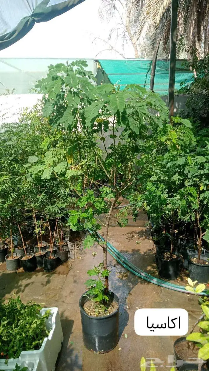 زرع طبيعي وثيل طبيعي C 2000 15
