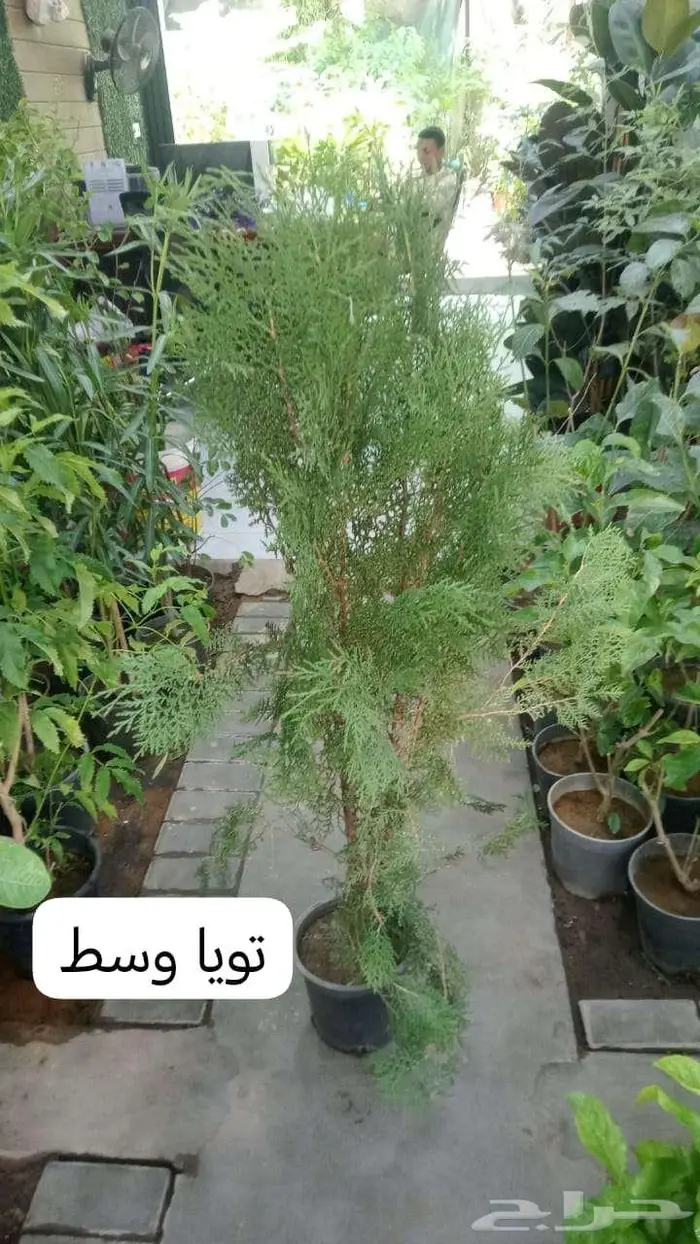 زرع طبيعي وثيل طبيعي C 2000 2