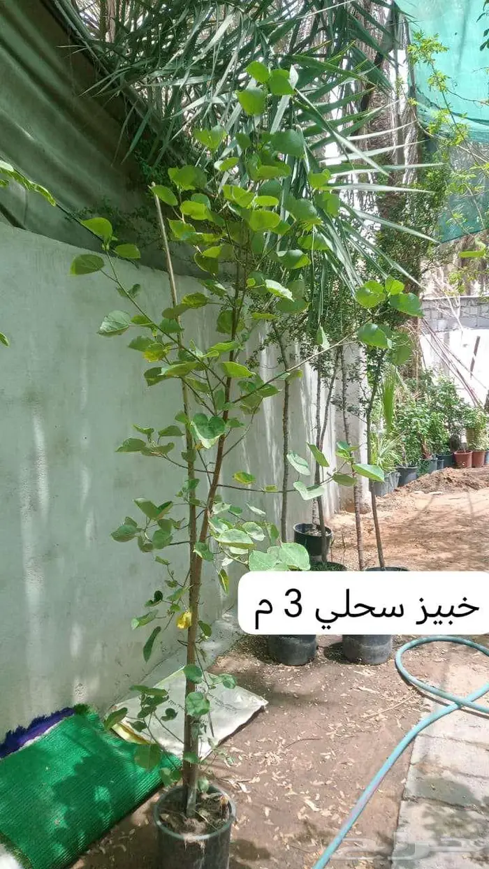 زرع طبيعي وثيل طبيعي C 2000 19