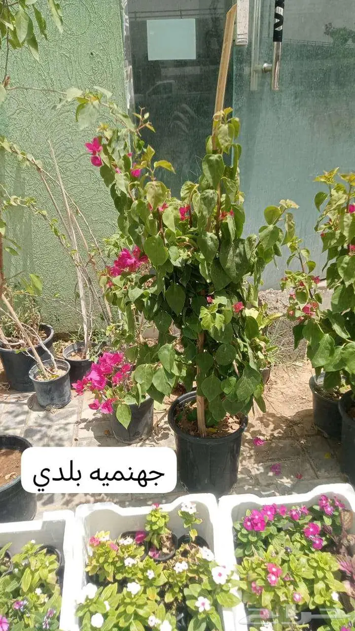 زرع طبيعي وثيل طبيعي C 2000 12