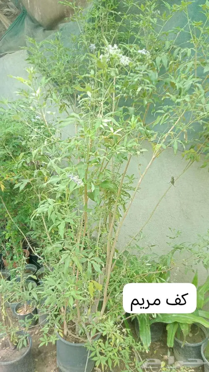 زرع طبيعي وثيل طبيعي C 2000 1
