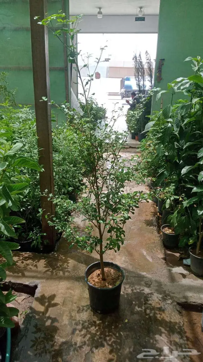 زرع طبيعي وثيل طبيعي C 2000 10