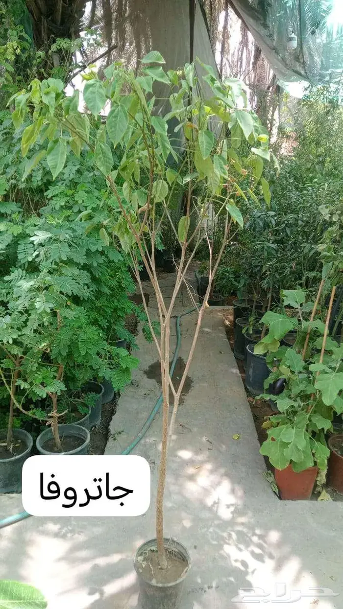 زرع طبيعي وثيل طبيعي C 2000 0