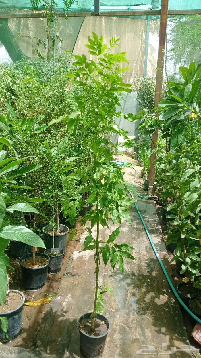 زرع طبيعي وثيل طبيعي C 2000 7