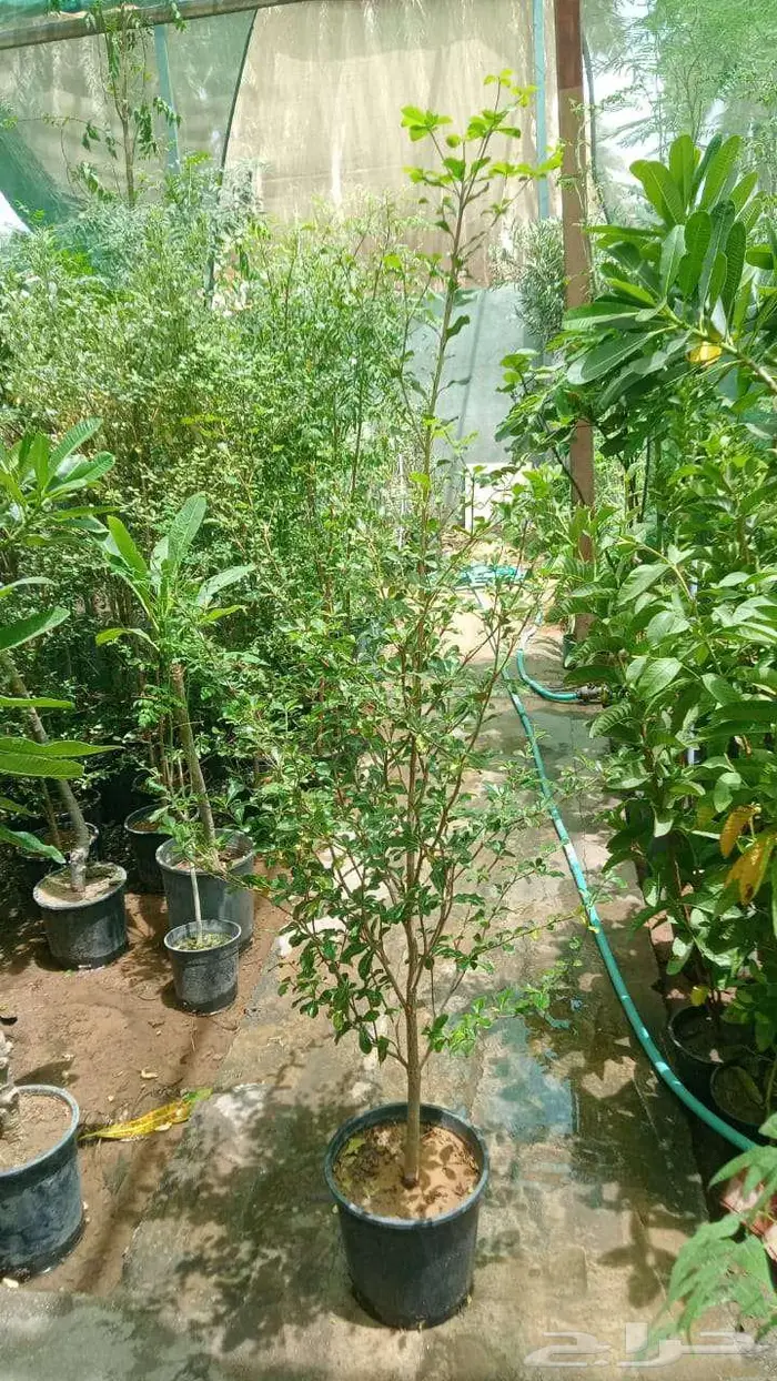 زرع طبيعي وثيل طبيعي C 2000 6