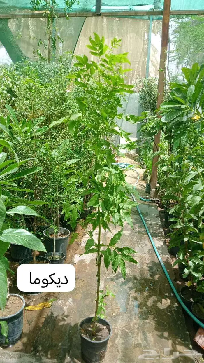 زرع طبيعي وثيل طبيعي C 2000 8