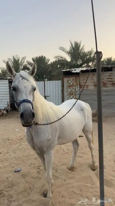 مزاد هجر لبيع الخيل 3
