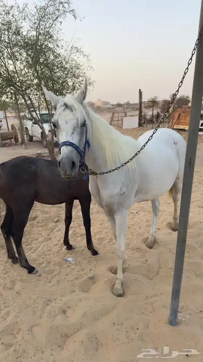 مزاد هجر لبيع الخيل 0