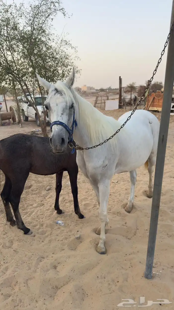 مزاد هجر لبيع الخيل 0