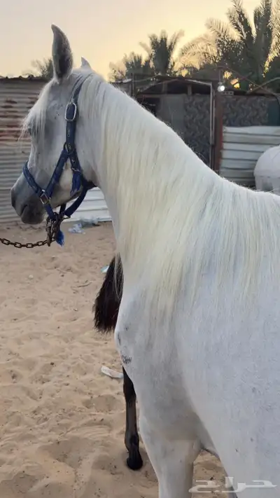 مزاد هجر لبيع الخيل 4