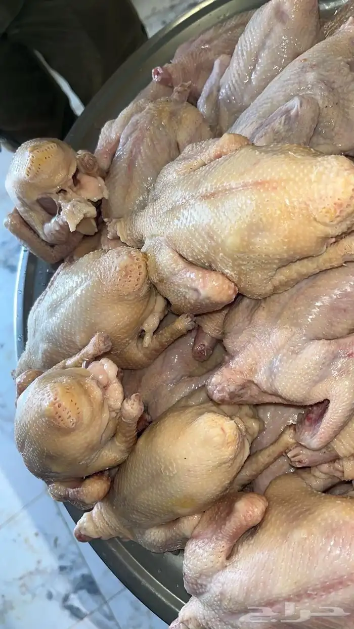 حمام فرنسي ذبح يومي طازج جرب واحكم التواصل واتس اب فقط 0
