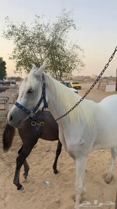 مزاد هجر لبيع الخيل 1