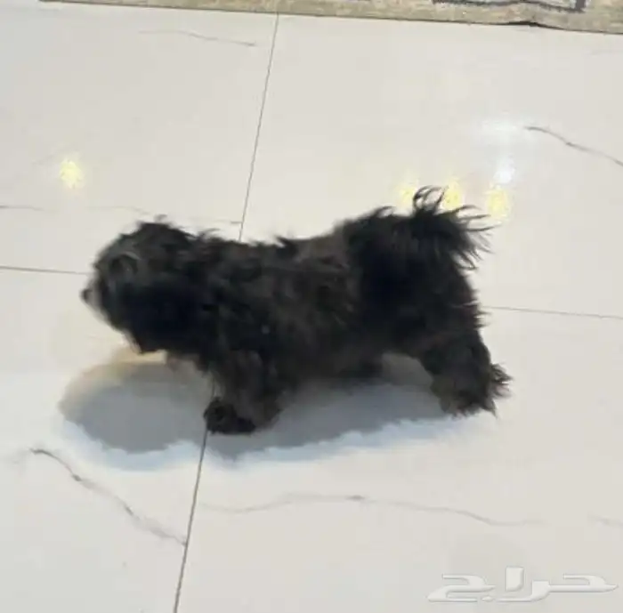 كلب للبيع 3