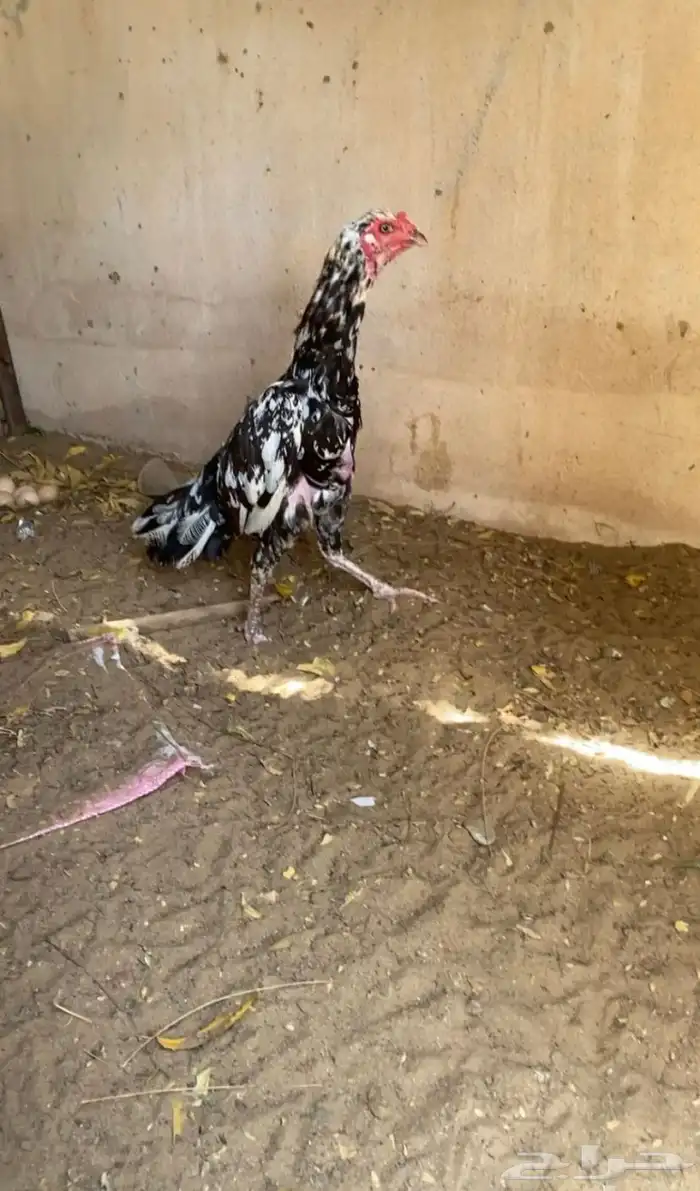 دجاجه سنديه 0