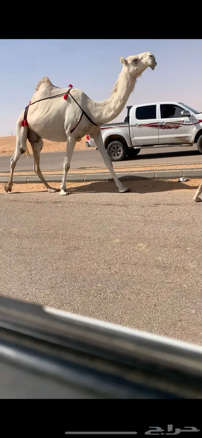 خلفه كفو وضحى مغتر حدرها قعود طيب فردي 3