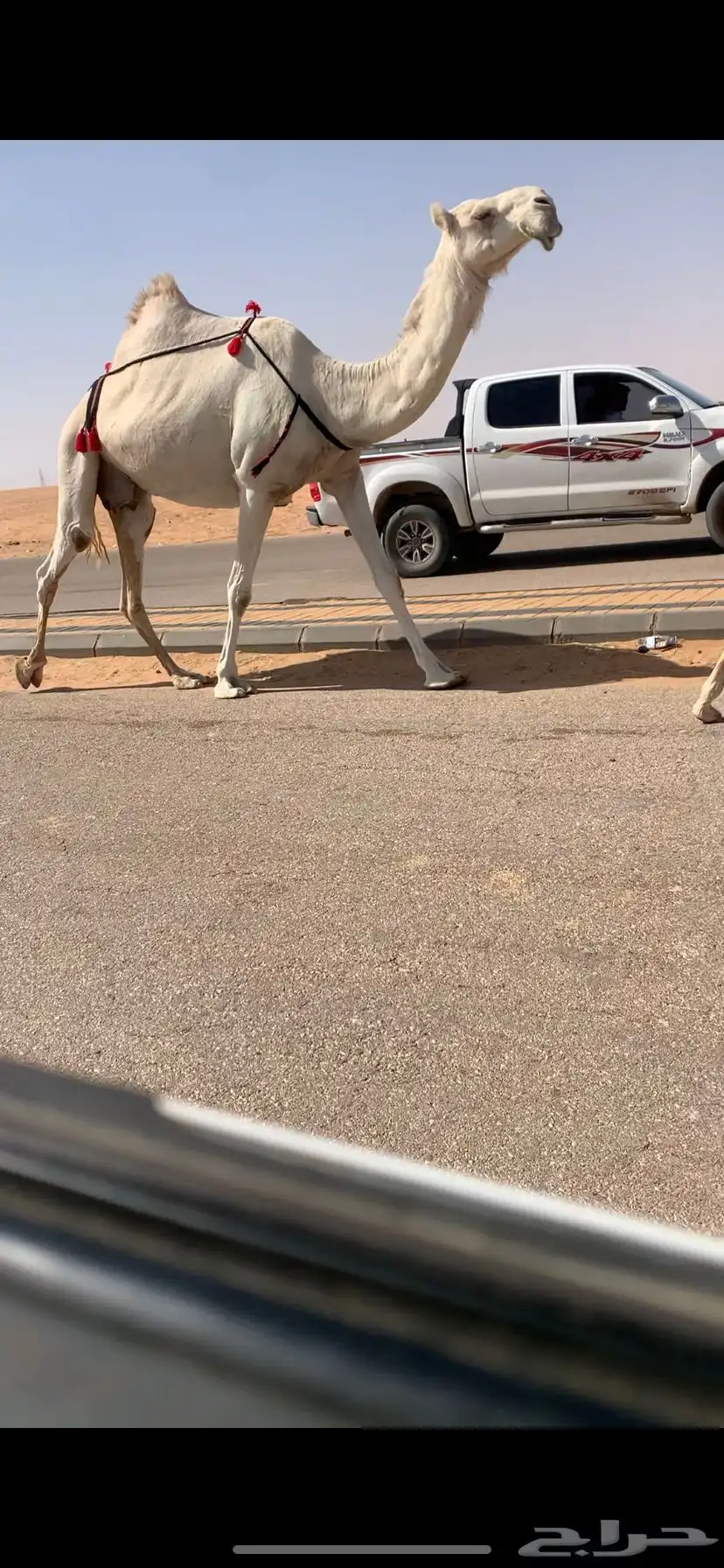 خلفه كفو وضحى مغتر حدرها قعود طيب فردي 3