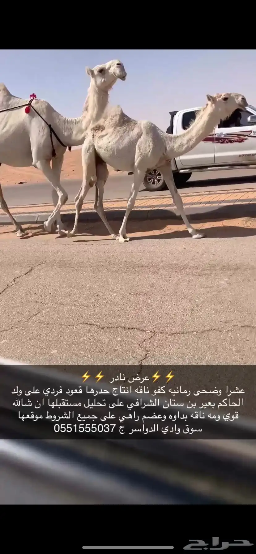خلفه كفو وضحى مغتر حدرها قعود طيب فردي 1
