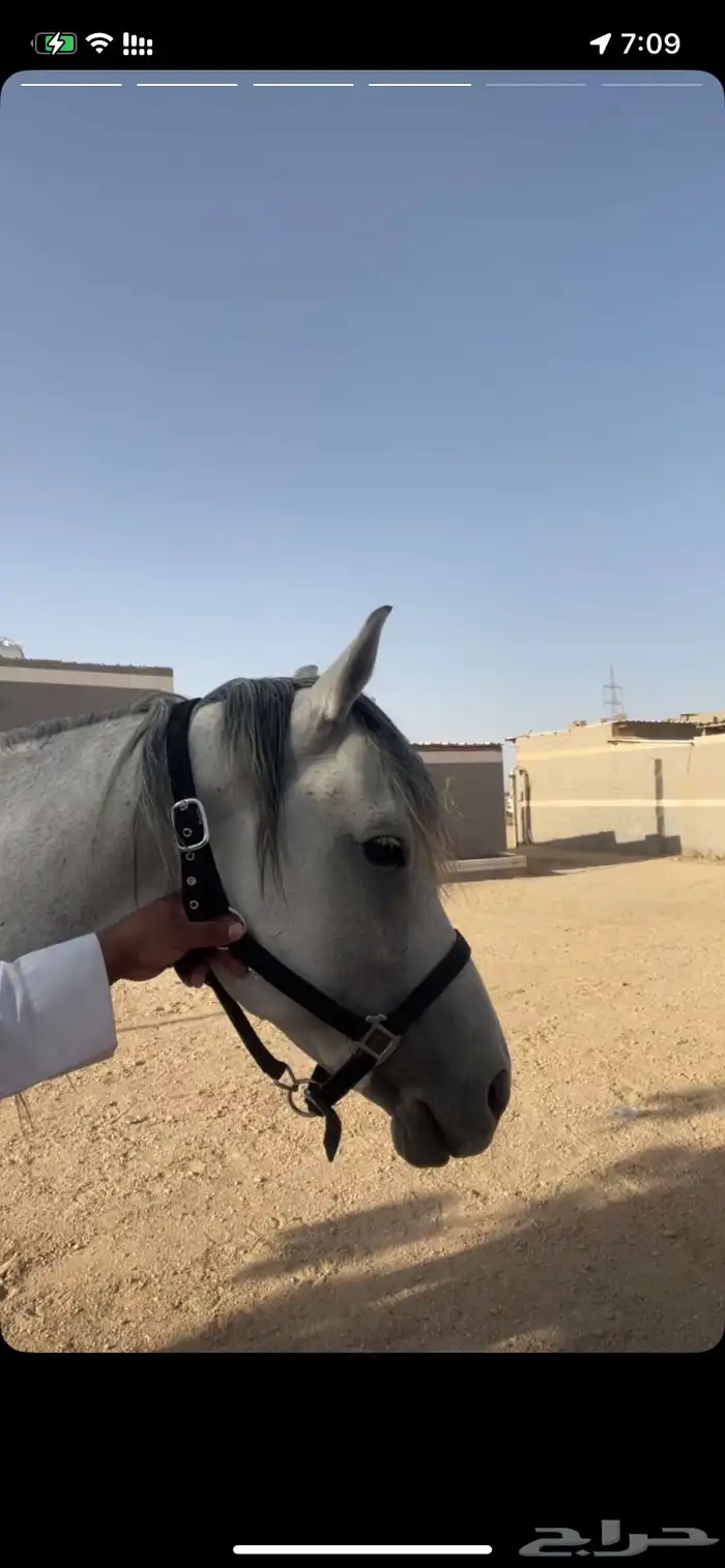 حصان للبيع 0