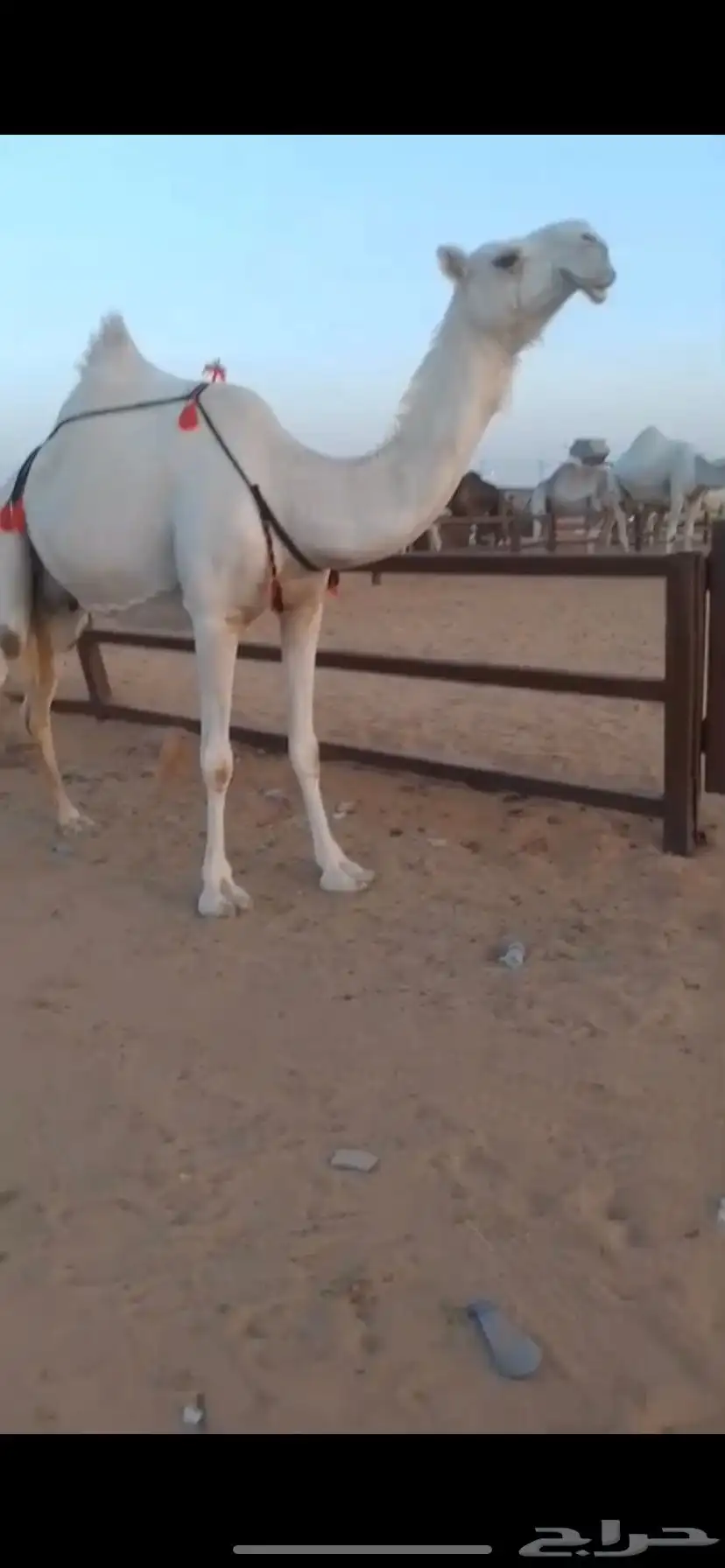 خلفه كفو وضحى مغتر حدرها قعود طيب فردي 6
