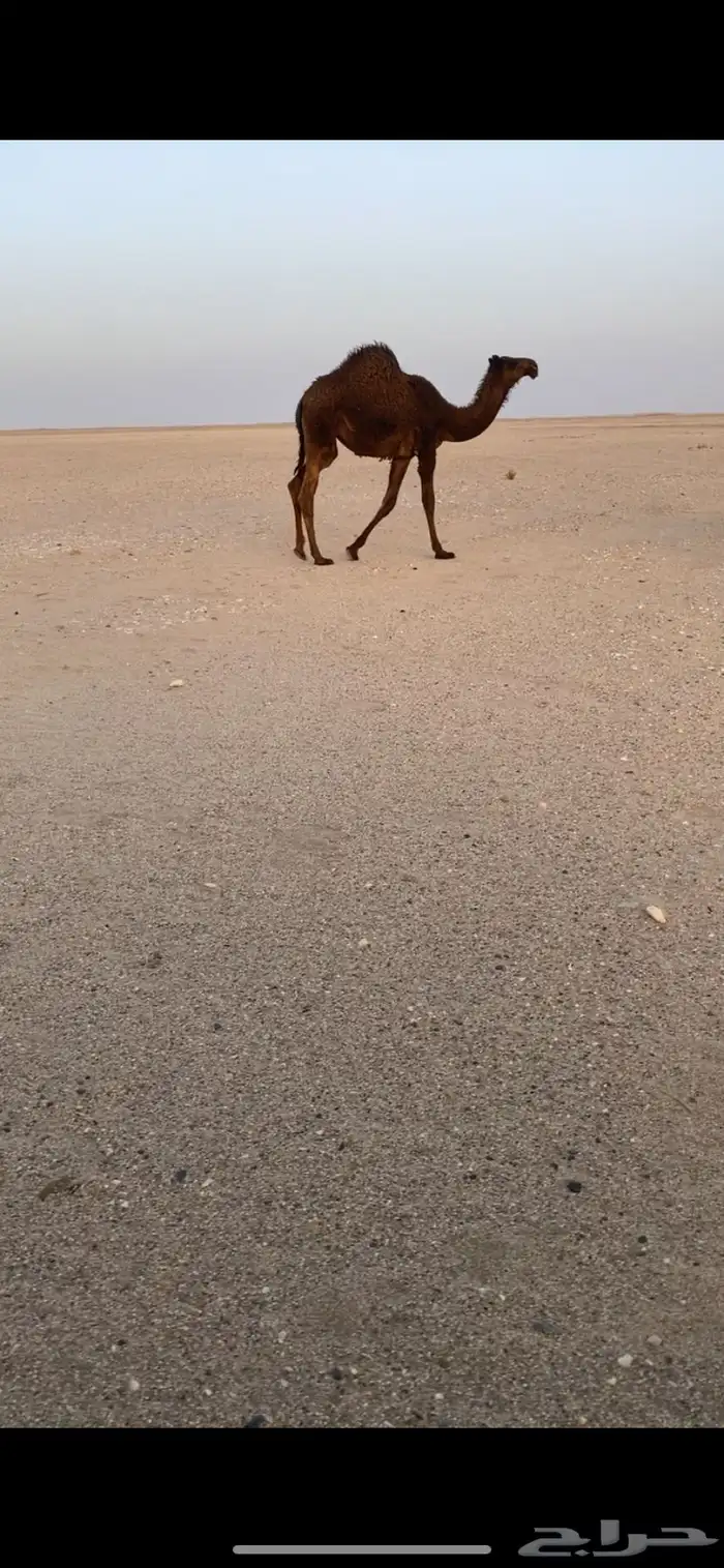 حواره طيبه للبيع 0